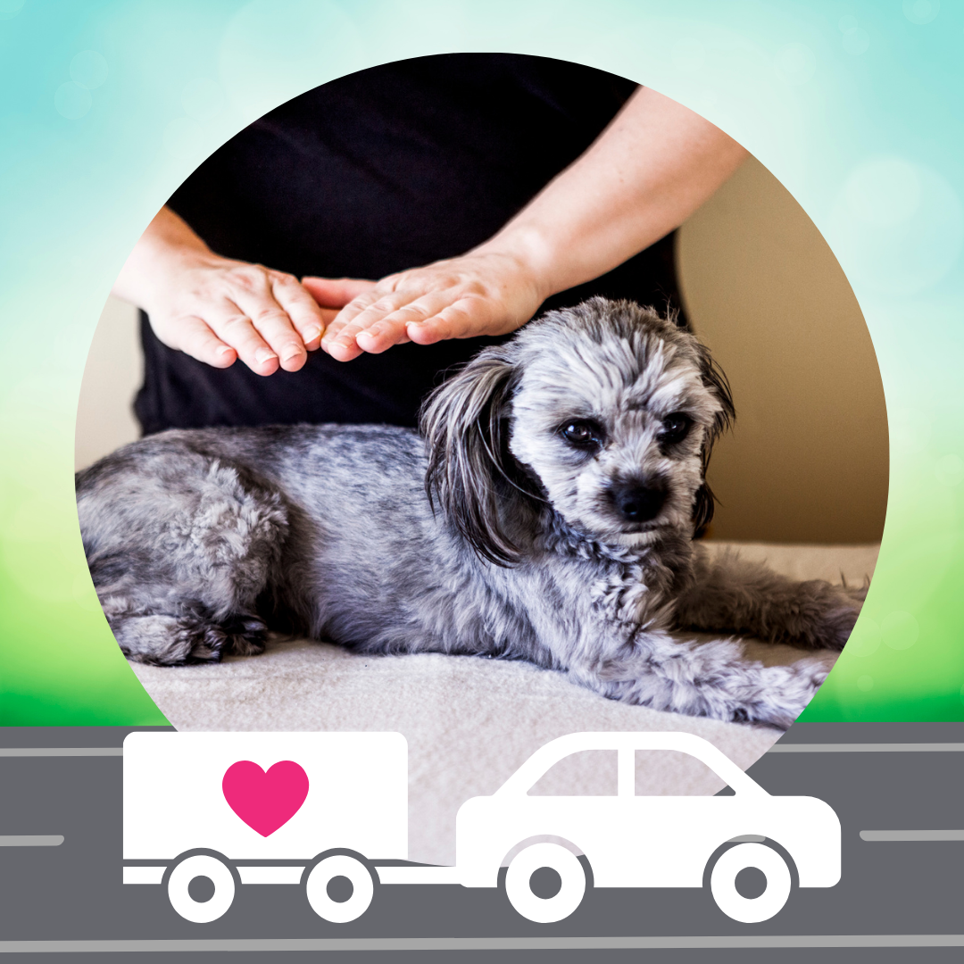 In-Home / Travel Pet Reiki Sessions