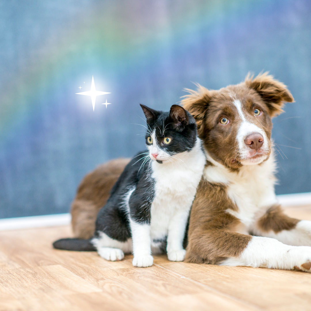 In-Person Pet Reading - All animals *Scroll down for explanations*