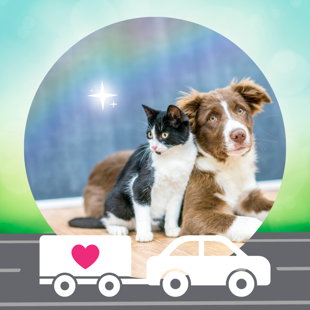In-Home / Travel Pet Reading *Scroll down for explanations*