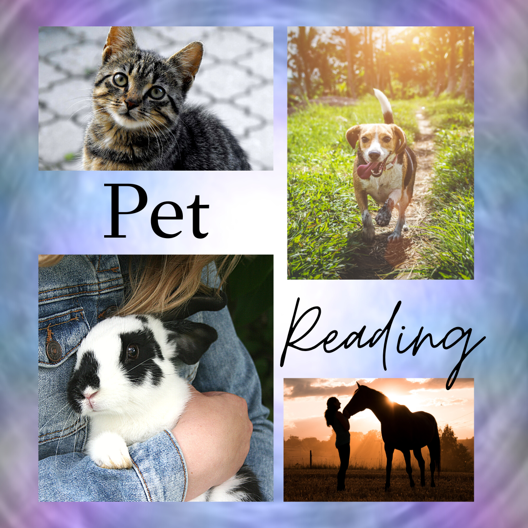 In-Person Pet Reading - All animals               *Scroll down for explanations*